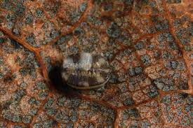 Attēlu rezultāti vaicājumam “Aleurochiton aceris”