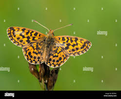 Attēlu rezultāti vaicājumam “Boloria dia”