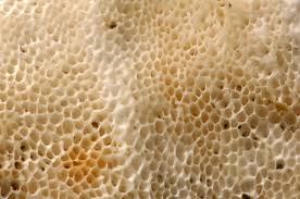 Attēlu rezultāti vaicājumam “Ceriporia viridans”