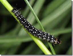 Attēlu rezultāti vaicājumam “Aphelia paleana larva”