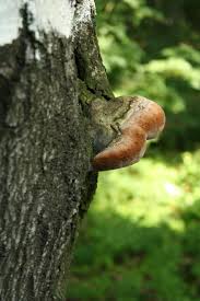 Attēlu rezultāti vaicājumam “Phellinus robustus”