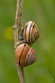 Attēlu rezultāti vaicājumam “Cepaea nemoralis”