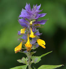Attēlu rezultāti vaicājumam “Melampyrum nemorosum leaf”