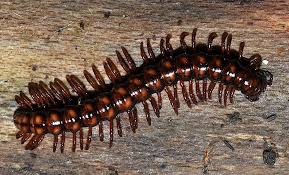 Attēlu rezultāti vaicājumam “Strongylosoma pallipes”