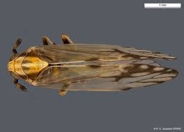 Attēlu rezultāti vaicājumam “Delphacidae”