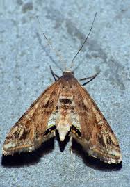 Attēlu rezultāti vaicājumam “Cataclysta lemnata”