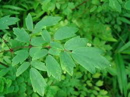 Attēlu rezultāti vaicājumam “Thalictrum minus leaf”