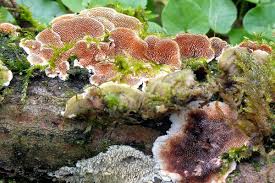 Attēlu rezultāti vaicājumam “Steccherinum bourdotii”