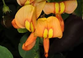 Image result for Colutea x media (arborescens x orientalis)