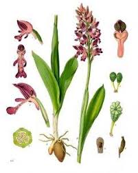 Attēlu rezultāti vaicājumam “Orchis militaris flower”