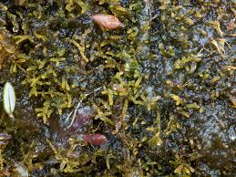 Attēlu rezultāti vaicājumam “Kurzia pauciflora”