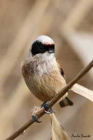 Attēlu rezultāti vaicājumam “Remiz pendulinus”