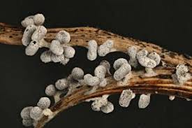 Attēlu rezultāti vaicājumam “Physarum compressum stalked”