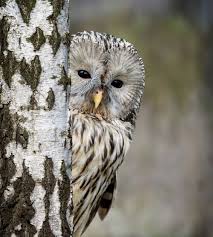 Attēlu rezultāti vaicājumam “Strix uralensis”