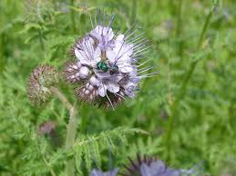 Attēlu rezultāti vaicājumam “Phacelia tanacetifolia”