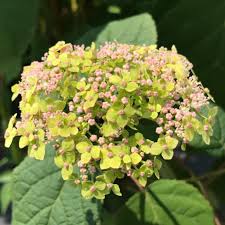 Attēlu rezultāti vaicājumam “Hydrangea arborescens”