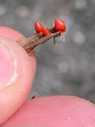 Attēlu rezultāti vaicājumam “Lycogala conicum spores”