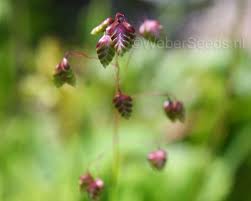 Attēlu rezultāti vaicājumam “Briza media bud”