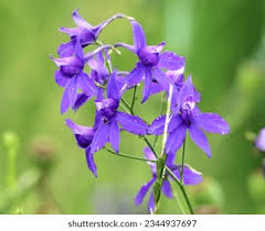 Image result for Consolida regalis