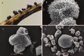 Attēlu rezultāti vaicājumam “Symphytocarpus impexus”