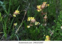 Attēlu rezultāti vaicājumam “Anthyllis vulneraria leaf”