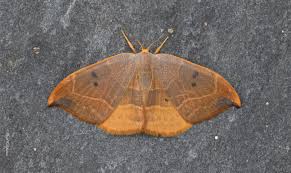 Attēlu rezultāti vaicājumam “Watsonalla binaria”