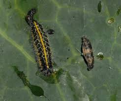 Attēlu rezultāti vaicājumam “Pieris brassicae underside”