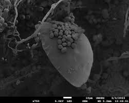 Attēlu rezultāti vaicājumam “Physarum penetrale spores”