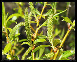 Attēlu rezultāti vaicājumam “Salix x fragilis”