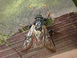 Attēlu rezultāti vaicājumam “Cimbex femoratus”