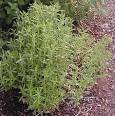 Satureja montana Winter Savory