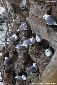 Attēlu rezultāti vaicājumam “Rissa tridactyla nest”