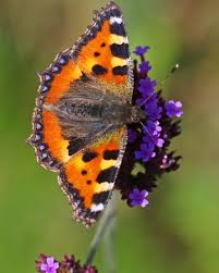 Image result for Small Tortoiseshell