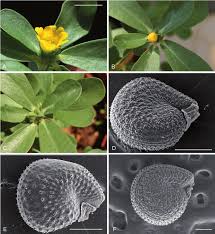 Attēlu rezultāti vaicājumam “Portulaca oleracea flower”