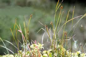 Attēlu rezultāti vaicājumam “Carex pauciflora”