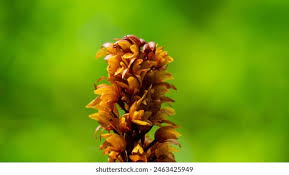 Attēlu rezultāti vaicājumam “Neottia nidus-avis flower”