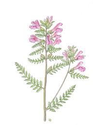 Attēlu rezultāti vaicājumam “Pedicularis palustris flower”