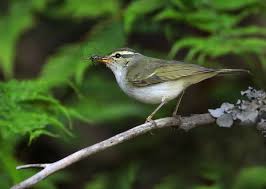 Attēlu rezultāti vaicājumam “Phylloscopus trochiloides”