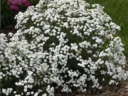 Attēlu rezultāti vaicājumam “Achillea ptarmica fruit”