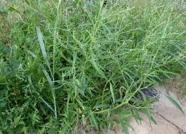 Attēlu rezultāti vaicājumam “Atriplex littoralis”