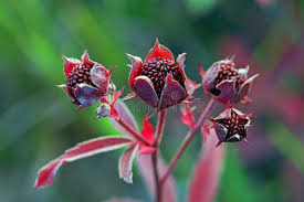 Attēlu rezultāti vaicājumam “Comarum palustre flower”