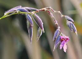 Znalezione obrazy dla zapytania geniculata