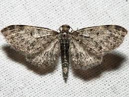 Attēlu rezultāti vaicājumam “Eupithecia icterata female”