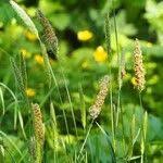 Attēlu rezultāti vaicājumam “Alopecurus pratensis fruit”