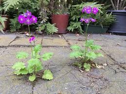 Image result for Primula malacoides