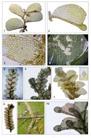 Attēlu rezultāti vaicājumam “Jungermannia hyalina cells”