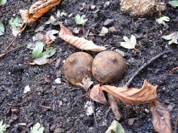Attēlu rezultāti vaicājumam “Geastrum fimbriatum”