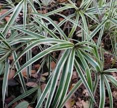 Attēlu rezultāti vaicājumam “Carex ornithopoda leaf”