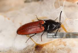 Attēlu rezultāti vaicājumam “Ampedus pomorum”