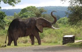 Image result for "Attachment Execution Services"